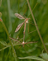 Crane fly - Tipula oleracea