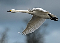 Bewick's swan - Cygnus bewickii