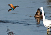 Kingfisher - Alcedo atthis, Mallard - Anas platyrhynchos and Little egret - Egretta garzetta