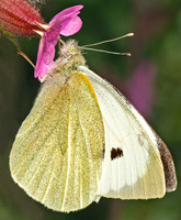 Large white - Pieris brassicae