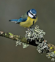 Blue tit - Parus caeruleus
