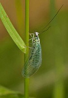Lacewing - Chrysopa perla