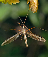 Crane fly - Tipula olercea