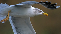 Lesser black-backed gull - Larus fuscus