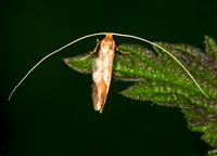 Longhorn moth - Nematopogon swammerdamella