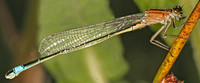 Blue-tailed damselfly - Ischnura elegans (form rufescens)