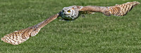 Great horned owl - Bubo virginianus