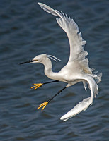 Little egret - Egretta garzetta