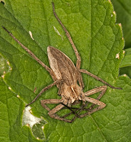 Nursery-web spider - Pisaura mirabilis