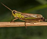 Meadow grasshopper - Chorthippus brunneus