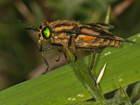 Horse-fly - Chrysops relictus