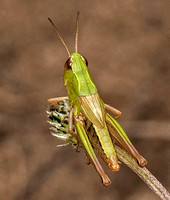 Meadow grasshopper - Chorthippus parallelus