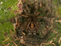 Labyrinth spider - Agelena labyrinthica