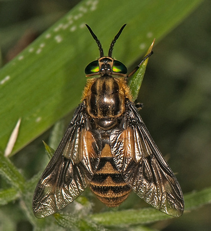 Horse-fly - Chrysops relictus