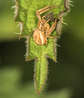 Common crab spider - Xysticus cristatus