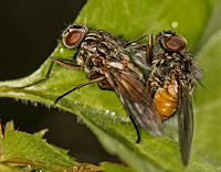 Common house fly - Musca domestica