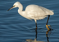 Little egret - Egretta garzetta