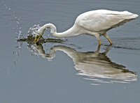 Great white egret - Egretta alba