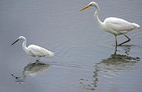 Great white egret - Egretta alba and Little egret - Egretta garzetta size comparison