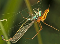 Long-jawed orb web spider - Tetragnatha extensa with a Blue-tailed damselfly - Ischnura elegans