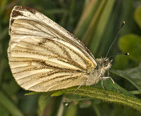 Green-veined white butterfly - Pieris napi