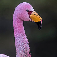 Puna flamingo - Phoenicoparrus jamesi