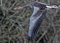 Greylag goose - Anser anser