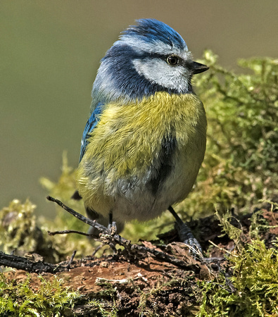 Blue Tit - Cyanistes caeruleus