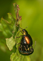 Dock leaf beetle - Gastrophysa viridula