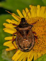 Shield bug - Picromerus bidens
