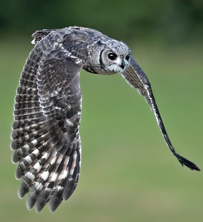 Verreaux's eagle owl - Bubo lacteus