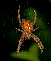 Garden cross spider - Araneus diadematus