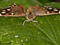 Speckled wood - Pararge aegeria
