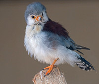 African Pygmy falcon - Poliherax semitorquatus