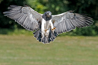 Grey  Buzzard-Eagle - Geranoaetus melanoleucus also known as the Chilean  Buzzard