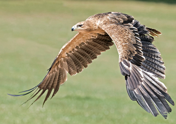 Indian tawny eagle - Aquila rapax