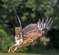 Indian tawny eagle - Aquila rapa