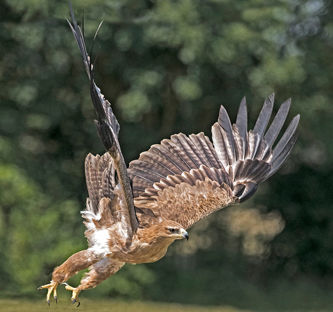 Indian tawny eagle - Aquila rapax