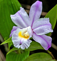 24 hour wild Orchid - Sobralia leucoxantha