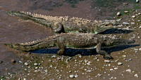 American crocodile - crocodylus acutus