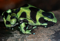 Black and green dart frog - Dendrobates auratus