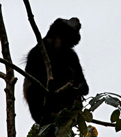 Black Howler monkey - Alouatta caraya