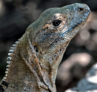 Black iguana - Ctenosaura similis