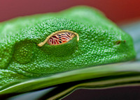 Gaudy leaf frog - Agalychnis callidryas