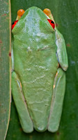 Gaudy leaf frog - Agalychnis callidryas