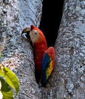 Scarlet macaw - Ara macao