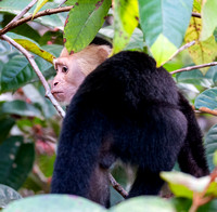 White faced or Capuchin monkey - Cebus capucinus