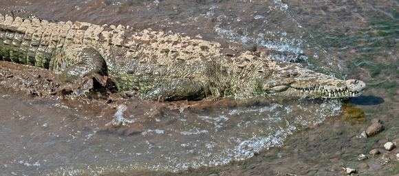 American crocodile - crocodylus acutus