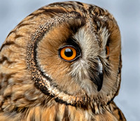 Long-eared owl - Asio otus