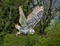 Snowy owl - Nyctea scandiaca